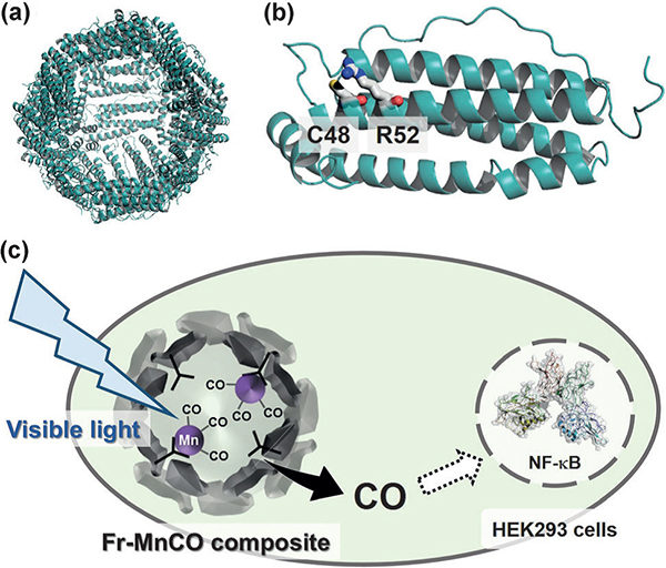 An intracellular photoactive CO-releasing system based on ferritin (Fr). a) Crystal structure of Fr for the whole structure with the 24 polypeptides, b) and the monomer structure in which the two residues at positions 48 (Cys) and 52 (Arg) are represented as stick models. c) The release of CO from MnCO coordinated within the Fr cage is triggered by visible-light irradiation.