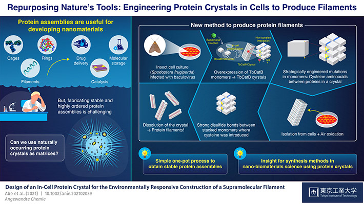 Repurposing Nature's Tools: Engineering Protein Crystals in Cells to Produce Filaments