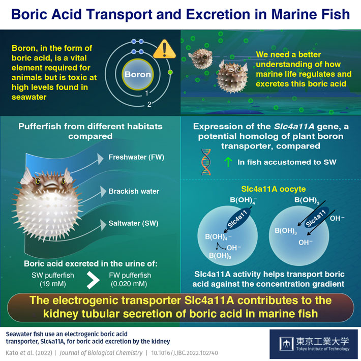 New Study Sheds Light on Boric Acid Transport and Excretion in Marine Fish
