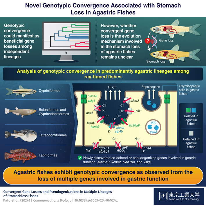 Advances in Understanding the Evolution of Stomach Loss in Agastric Fishes