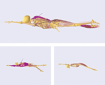 SWUM can simulate all of the skeletal muscles used while swimming. It is capable of simulating four swimming styles, the crawl, breast stroke, back stroke, and butterfly.