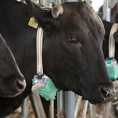 Understanding how cows feel using AI?