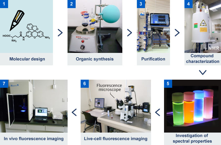 Research on probes at Kamiya Lab is conducted as follows. First, design the molecular structure of the probe according to an objective. Next, a compound is synthesized based on the design. Purify to extract only the desired compound from the synthesized product. In addition, nuclear magnetic resonance (NMR) and mass spectrometry (MS) are used for compound characterization. Then, evaluate whether it has the desired characteristics by spectral analysis. Finally, it is applied and administered to cancer cells or cancer model mice for imaging and confirmation. This cycle is repeated many times to obtain fluorescent probes with the desired characteristics.