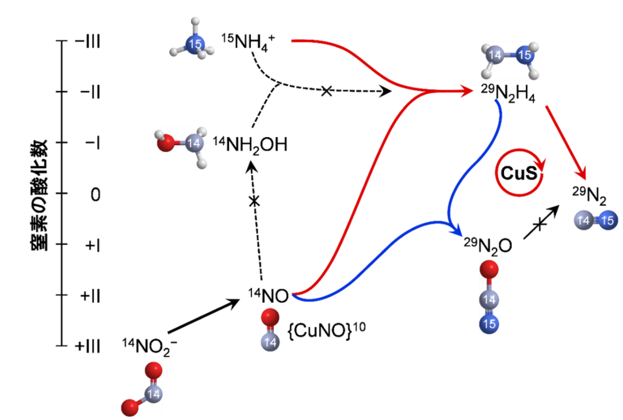 図3 鉱物コベライトが駆動するアナモックス反応経路 