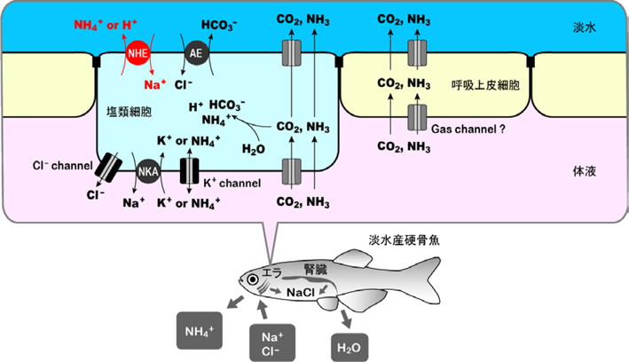 図 NH4+、CO2排出が淡水産硬骨魚のNa+、Cl- 吸収に変換される仕組み。