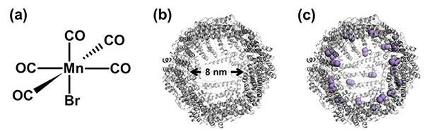 マンガンカルボニル錯体の化学構造(a)、フェリチンのX線結晶構造(b)及びマンガンカルボニル錯体が集積したフェリチンのX線結晶構造(c)。