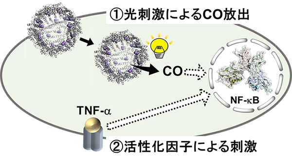細胞内放出COによるNF-κB活性化機構