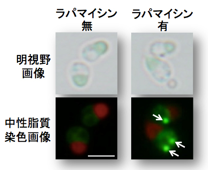TOR阻害によるオイル蓄積の誘導