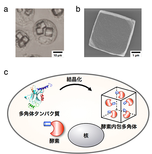 （a）細胞内で合成される多角体結晶、（b）多角体結晶の走査型電子顕微鏡像、（c）酵素内包多角体の細胞内合成
