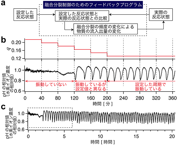 （a）人工細胞型微小リアクター内でリズム反応をフィードバック制御する際のコンピュータープログラムの概要を示す。（b）フィードバック制御によって水素イオン濃度が増減するリズム反応が発生するような実験条件を自動的に探索する。（c）リズム反応が長時間維持されることが確認された。