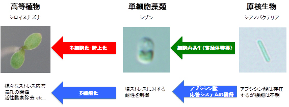 植物ホルモン：アブシシン酸の起源と進化