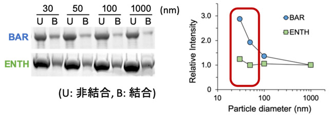 図4. 精製したモデルタンパク質(AmphiphysinのBARドメイン、EpsinのENTHドメイン)と表面積を揃えた、様々な粒径のSSLBとの共沈試験による曲率認識能の評価