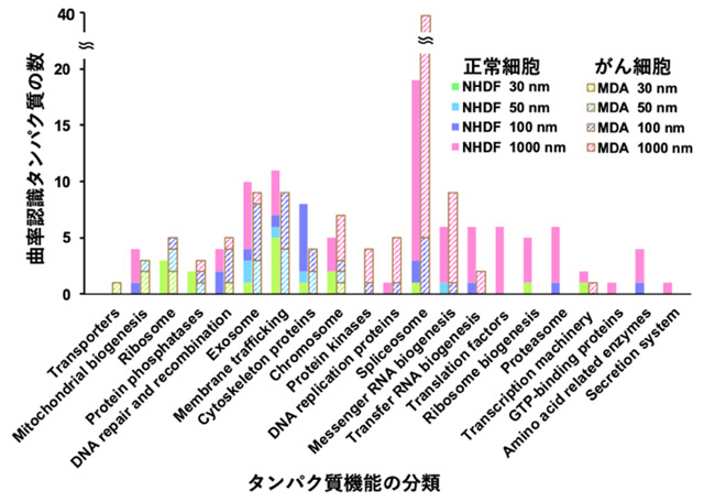 図6. SSLBを用いて同定された曲率認識タンパク質の機能分類