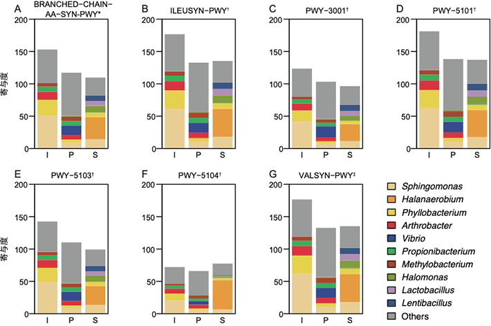 図3. Picrust解析による寄与率の結果。Iは原料野菜グループ、Pは前処理グループ、Sは塩蔵グループを示している。AはBCAA生合成経路、B~Fはイソロイシン生合成経路、Gはバリン生合成経路。寄与度は各微生物属がその代謝経路の強さにどの程度関与しているかを示す指標