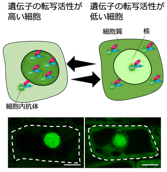 図1 RNAPIISer2Pを認識する細胞内抗体プローブによる転写活性化のモニタリング 緑色蛍光タンパク質と融合した細胞内抗体プローブは、細胞質で翻訳されて局在する。転写活性が高い細胞は細胞核内のRNAPIISer2Pが増えるため、多くの細胞内抗体プローブが細胞核内に捕捉され、細胞核内の蛍光輝度が上昇する。転写活性が低い細胞は、細胞内抗体プローブが細胞核内に捕捉される量が少なく、細胞質の蛍光輝度が上昇する。白い破線が植物細胞の細胞壁を示す(スケールバーは5 µm)。
