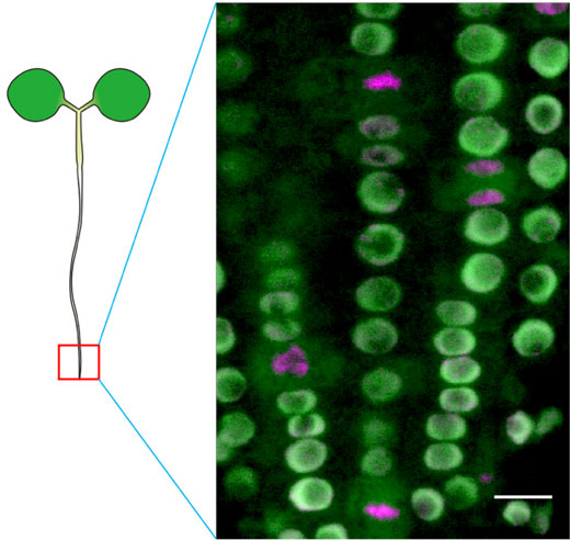 図3 RNAPIISer2Pを認識する細胞内抗体プローブを発現した植物の根のライブイメージング 蛍光顕微鏡写真中(右図)の緑色は細胞内抗体プローブ、すなわちRNAPIISer2Pを示す。細胞核ごとに蛍光輝度が異なり、転写活性に差があることがわかる。細胞核の内部の核小体は転写活性が低いため、蛍光輝度が低い。マジェンタ色は分裂中の細胞に見られる凝縮した染色体を示す。分裂中の細胞のRNAPIISer2Pの蛍光は細胞質に検出される。これは分裂中の細胞の転写活性が抑制されることを示している(スケールバーは10 µm)。