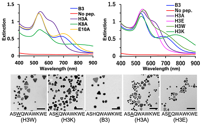図2. B3改変ペプチドにより合成された金ナノ粒子の紫外可視分光(UV-Vis)スペクトルと透過型電子顕微鏡による画像(Scale bar:100 nm)