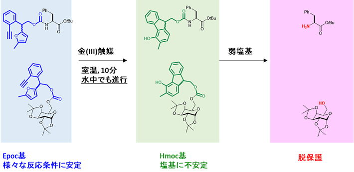 図2 Epoc基を外す反応条件 アミノ酸(上段)と糖(下段)に導入したEpoc基の反応。Epoc基は温和な金触媒反応により、塩基に不安定なHmoc基に変身する。Hmoc基は弱塩基を用いた反応によって外すこと(脱保護)ができる。