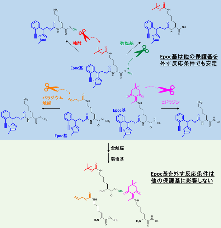 図3 Epoc基の安定性と選択的な除去 Epoc基は強酸や強塩基、ヒドラジンやパラジウム触媒など、さまざまな試薬に対して安定であった(上)。また、Epoc基を外す条件は温和であるため、同じ基質に対して、他の保護基に影響を与えなかった。