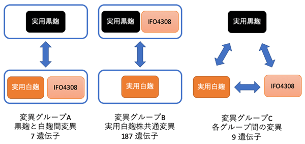 図2 遺伝子の変異数。実用白麹株で共通する変異が多数見つかった。