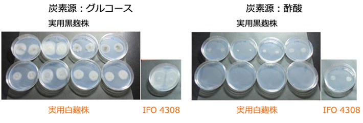 図3 グルコースまたは酢酸を単一炭素源とする培地での生育試験の結果