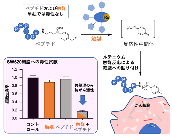 図1 細胞毒性ペプチドとルテニウム触媒を利用した新しい細胞貼り付け反応 細胞毒性ペプチドにはベンジルフルオライド構造が導入されており、ルテニウム触媒によって反応性の高い中間体が生成されるため、がん細胞表面にペプチドを効率的に貼り付けることができる。左下のグラフは、SW620細胞(ヒト結腸がん細胞)での毒性試験の結果。触媒のみ(橙)およびペプチドのみ(灰色)の場合は毒性を示さなかった一方、触媒とペプチドで共処理する(橙+灰色)と有意な細胞毒性を示した(コントロールに対してp<0.001)。
