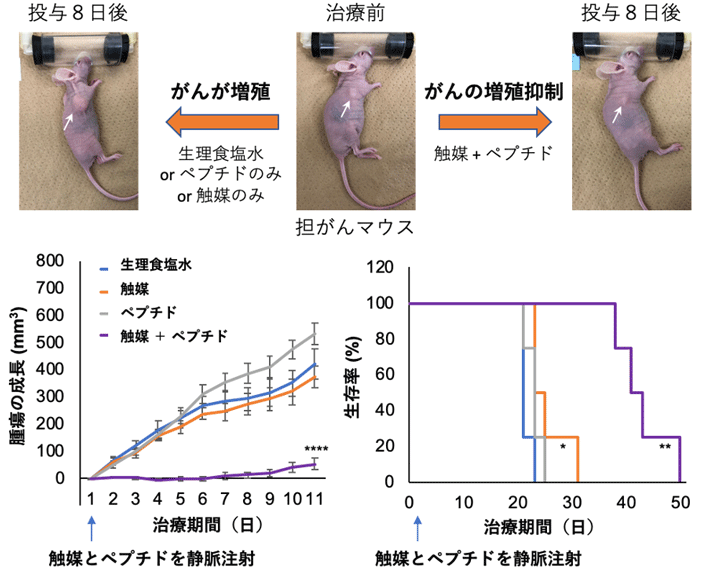 図2 がん移植マウスへの1回投与によるがん治療実験 写真中の矢印(白)ががん部位を示す。生理食塩水を投与した対照群(グラフ:青、写真左, n = 8)では、腫瘍が増大し、20日を過ぎた頃には生存率が0%になった。触媒のみ(グラフ:橙, n = 8)やペプチドのみ(グラフ:灰色, n = 8)を投与した場合においても治療効果は見られなかった。一方、ペプチドと触媒を共に投与したマウス(グラフ:紫、写真右, n = 4)では、腫瘍の成長が抑制され、マウスの生存期間も50日まで延長した。対照群に対して、*p < 0.05, *p < 0.01, ****p < 0.001。