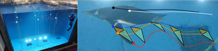 図1 水槽内にチェーンと浮きで構築した計測空間(左)と、取得した画像上での羽ばたき1周期中の解析部位の軌跡と翼形状の例(右)。