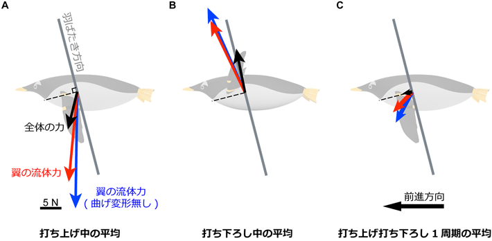 図3 ペンギンに働く力の打ち上げ中の平均(A)、打ち下ろし中の平均(B)、および打ち上げと打ち下ろしの1周期の平均(C)(黒矢印:体の質量と加速度から計算した全体の力。赤矢印:翼の運動から計算した、翼が発生する流体力。青矢印:翼が曲げ変形しないと仮定して計算した、翼が発生する流体力)。曲げ変形が無いと仮定した場合の翼の流体力(青矢印)は、打ち上げと打ち下ろしでの下・上方向の成分は増加するが(A, B)、1周期での前進方向の成分(推進力)は若干減少するため(C)、推進効率が低下する。