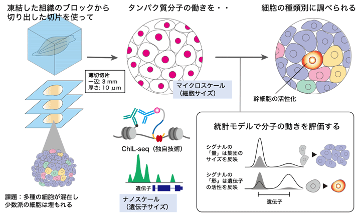(参考図)研究成果の概要:高感度なChIL-seqと統計モデルを組み合わせ、 多数細胞に埋もれない組織のエピゲノム解析を可能にした。