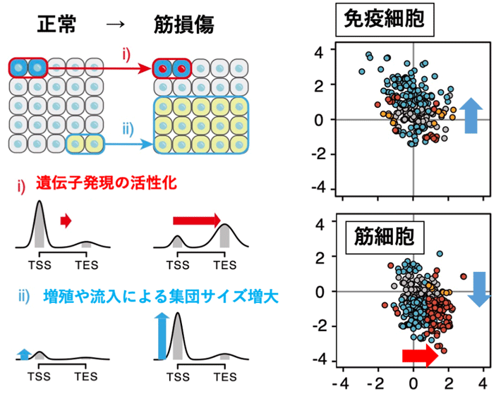 エピゲノムシグナルの量と形の分離による組織中の細胞集団プロファイリング:シグナルの量と形の変化を見ることで、特定細胞集団の増減や遺伝子の転写活性化を見出すことができる。TSS、TESは遺伝子の先頭と末端(転写開始点と終了点)を示す。
