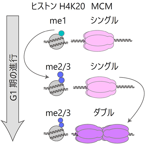図1 MCMの変化とヒストン修飾 MCMタンパク質は複製期が始まる前までにダブル六量体を形成する必要がある。G1期におけるシングル六量体からダブル六量体の変化には、ヒストンH4K20修飾のモノメチル化(me1)からジ・トリメチル化(me2・me3)への転換が必須であることがわかった。