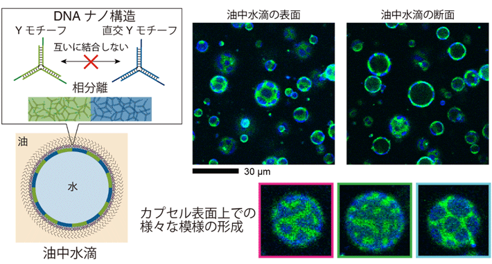 図2. DNAカプセルの作製方法の模式図と油中水滴を鋳型として作られたDNAカプセルの顕微鏡画像。2種類のDNAナノ構造（Yモチーフと直交Yモチーフ）が油中水滴の界面上で結合することで、DNAカプセルが形成される。また、Yモチーフと直交Yモチーフは互いに結合しないため相分離し、DNAカプセル表面には様々な模様が形成される。