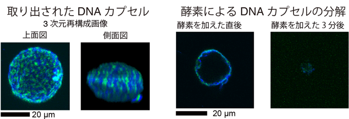 図4. 鋳型から取り出されたDNAカプセルと酵素による分解。 DNAカプセルは鋳型から取り出された後も相分離により形成された模様を維持していた（図左側）。DNAカプセルを含む溶液にDNA分解酵素を加えると、数分でDNAカプセルが分解される様子が確認された（図右側）。