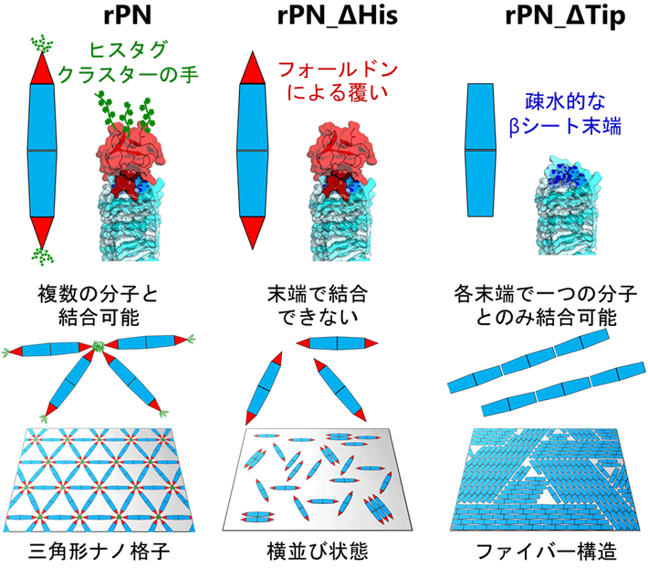 図2 棒状タンパク質の末端設計による二次元ナノ模様デザインの概念図