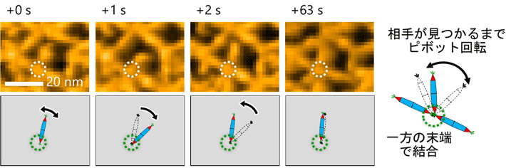 図4 ピボット状に回転しながら相手を探すPNの運動