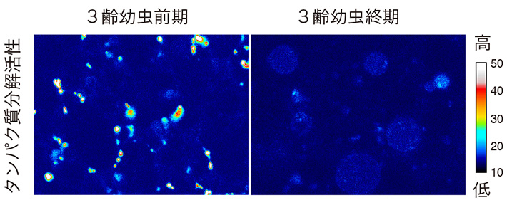 図3 幼虫最終期の脂肪体で見られるリソソーム活性の低下 3齢幼虫の前期(左)で見られる脂肪体のリソソームにおけるタンパク質分解活性が、終期(右)では有意に低下していることが分かる。