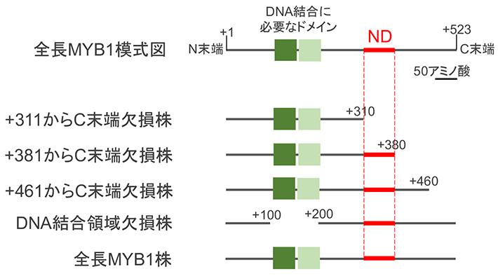 図2 MYB1部分欠損株シリーズの模式図 窒素充足条件において、MYB1の機能を抑える領域を特定するために、MYB1のC末端(図右側)から徐々にタンパク質を削る領域を増やした複数のMYB1株を用意し、窒素を取り組む一群の遺伝子量の増減を観察した(DNA結合領域欠損株は、解析の正確性を確かめるための対照の目的として使用)。本研究で特定されたNDは赤色で示した領域である。
