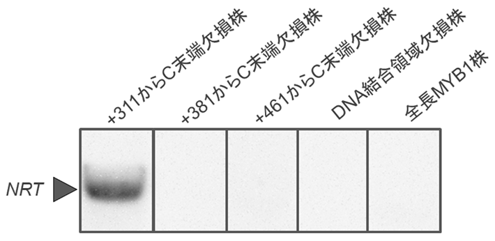図3 各株における硝酸取り込み遺伝子群としての硝酸輸送体遺伝子(NRT)の蓄積量