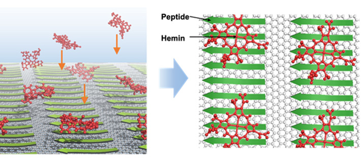 図1. （左）グラファイト表面に規則正しく自己組織化したペプチド（緑）にヘミン分子（赤）が自発的に吸着する様子を示した模式図。（右）最終的に形成されるグラファイト表面でのペプチド（緑）とヘミン分子（赤）からなる複合分子集合体を上から見た図。