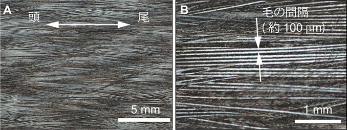 図2. キングペンギンの剥製標本の背中の拡大写真(所蔵:山階鳥類研究所)