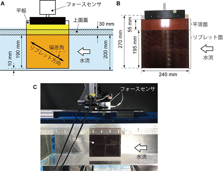 図6. 回流水槽中の平板の抗力計測実験。(A)側面模式図。(B)リブレットフィルムを貼った金属平板。(C)実験の様子。