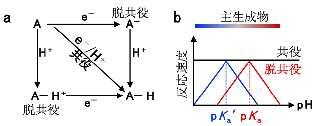 図1 脱共役プロトン電子移動による選択性制御 a:AをA-Hに変換する反応において、電子(e-)とプロトン(水素イオン、H+)が移動する際、両者が同時に移動する(共役、斜めの矢印)か、どちらか一方が先に移動するか(脱共役)の2通りがある。b:共役型の場合、反応速度はpHには依存しない(黒線)。一方で、脱共役型の場合、反応速度はpHに対し、極大を示す(赤線、青線)。この極大となるpHは、中間体(aのA-やA-H+)の酸解離定数pKaに依存し、一般に反応経路ごとに異なる。このため、脱共役プロトン電子移動の場合、pHを変えることにより選択性の向上が可能となる。