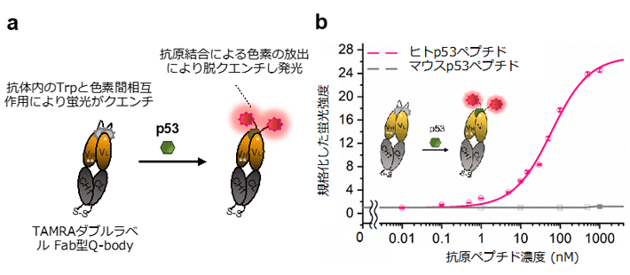 図1. 蛍光色素TAMRAを化学修飾した「Intra Q-body」の模式図(a)と、溶液中でのp53ペプチド濃度依存的な蛍光強度変化(b)。