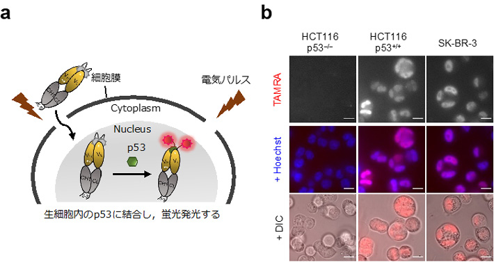 図2. p53 Intra Q-bodyの実験スキーム(a)と共焦点顕微鏡画像(b)。p53を発現しないHCT116p53(–/–)は殆どTAMRA由来の蛍光を示さないが、他のヒトがん細胞は細胞核(Hoechstで青色に染色)で顕著な蛍光を示す。