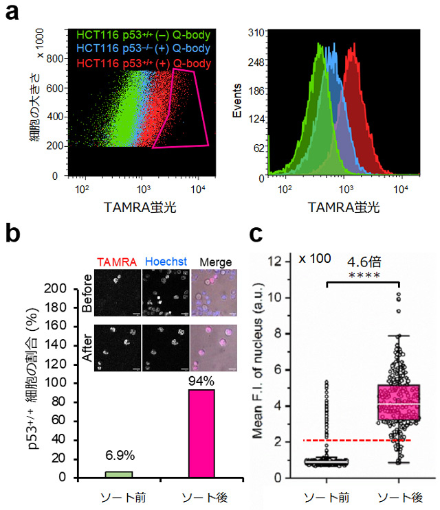 図4. p53 Intra Q-bodyを用いたHCT116細胞のセルソーターを用いた分取。(a)Intra Q-bodyを添加しない細胞(緑)、Intra Q-bodyを添加したが抗原を発現しない細胞(青)と抗原発現細胞(赤)の集団のTAMRA蛍光のヒストグラム。赤枠部分の細胞を分取した。(b)分取前後のp53陽性細胞集団の割合。(c)分取前後の細胞核のTAMRA蛍光強度の分布を示すボックスプロット。