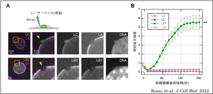 レーザー微小照射によって細胞の核膜の一部を破壊して、 (A)10分後に各ラミン特異的抗体で免疫蛍光染色した。 (B)緑色蛍光標識した各ラミンの破壊部位への集積を生きた細胞で経時的に解析した。