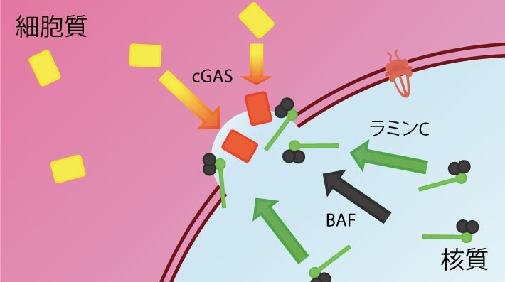 細胞内で破壊された核膜が修復される様子