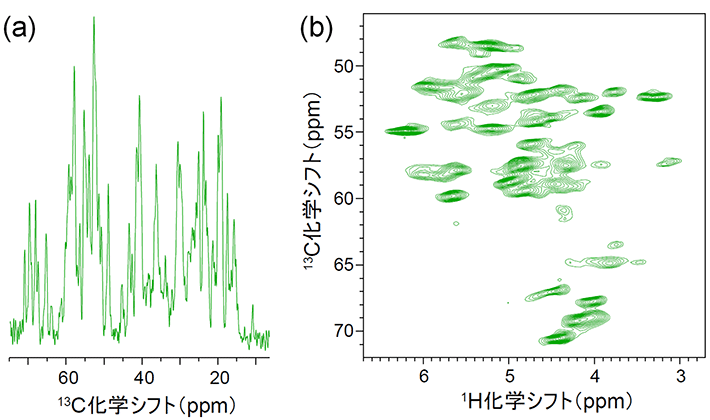 図4 超1GHzコンパクトNMR装置で取得したタンパク質固体試料のNMRスペクトルの例 微結晶状態の56アミノ酸残基からなるGB1タンパク質を測定した例。試料は有機溶媒を含んだ微量の水溶液に浸されており、溶液内のタンパク質と同等な構造が固体状態で保持されている。(a)はGB1のタンパク質の主鎖を構成する13Cαと側鎖13Cの一次元固体NMRスペクトル(CPMASスペクトル)である。(b)の二次元スペクトルは13Cαとそれに結合する1Hαの化学シフトを紐づけており、これによって両者の帰属を明確にできる。一般的に、固体NMRの1Hスペクトルは線幅が数十ppmを超える非常に幅広なスペクトルとなるが、本実験では直径0.75 mmの細径試料管に詰めた固体試料を毎秒90,000回転し、1H信号を大幅に先鋭化することで、溶液NMRスペクトルに近いスペクトルを得ている。(a)のスペクトルでは重なっている信号が(b)では分離して観測可能となる。測定時間は(a)が4分、(b)が20分であった。アミロイドタンパク質などに対しても、超1 GHzのNMR装置により同様の高分解能・高感度の固体NMRスペクトルが得られることが期待できる。