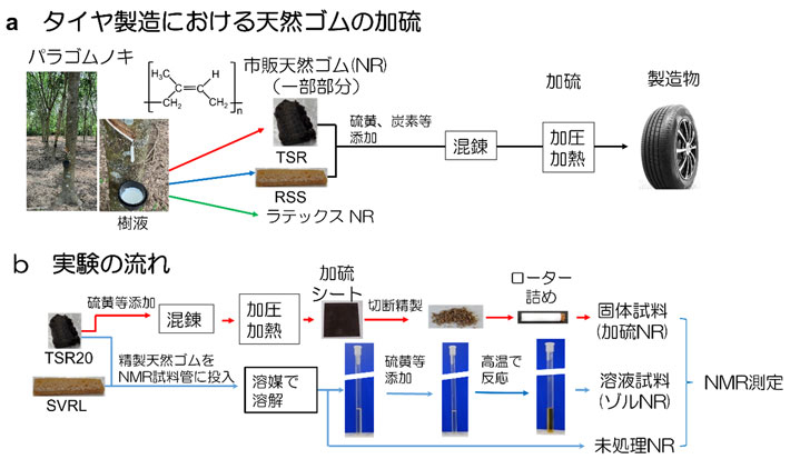 図1 タイヤ製造における天然ゴムの加硫と、本実験の流れの比較